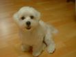 Description: http://www.dog101productions.com/wp-content/uploads/2010/11/how-to-do-maltese-dog-training.jpg